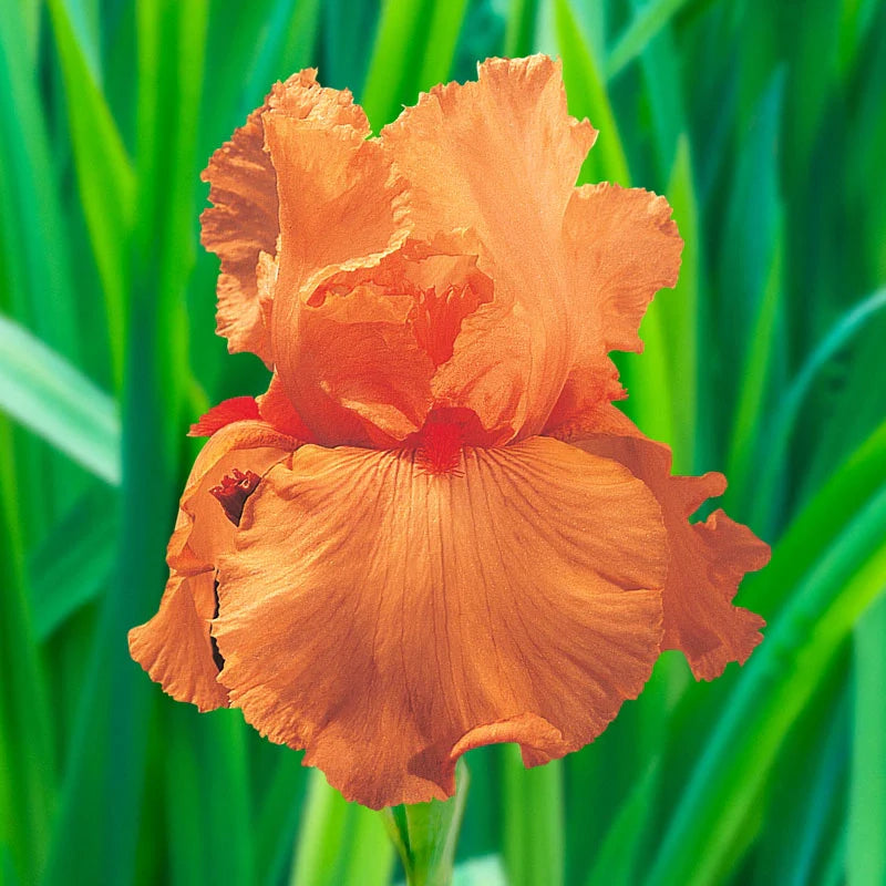 Disco Music Bearded Iris Seeds